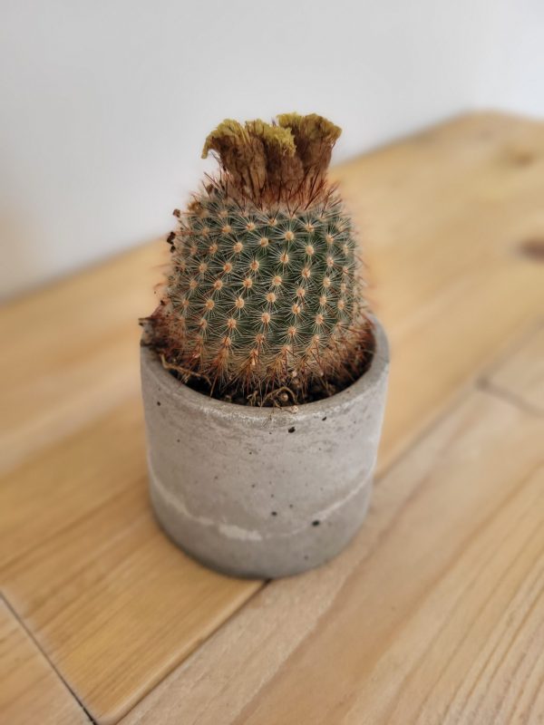 Concrete Planter - Image 2