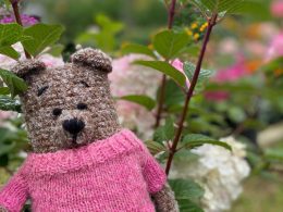 Teddy Bear in sweater