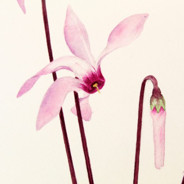 Delicate Hand-Painted Botanical Illustration: Cyprus Cyclamen, Shrew, and Endemic Beetle - Image 10