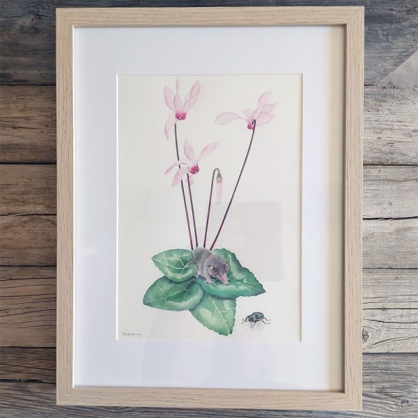 Delicate Hand-Painted Botanical Illustration: Cyprus Cyclamen, Shrew, and Endemic Beetle - Image 3