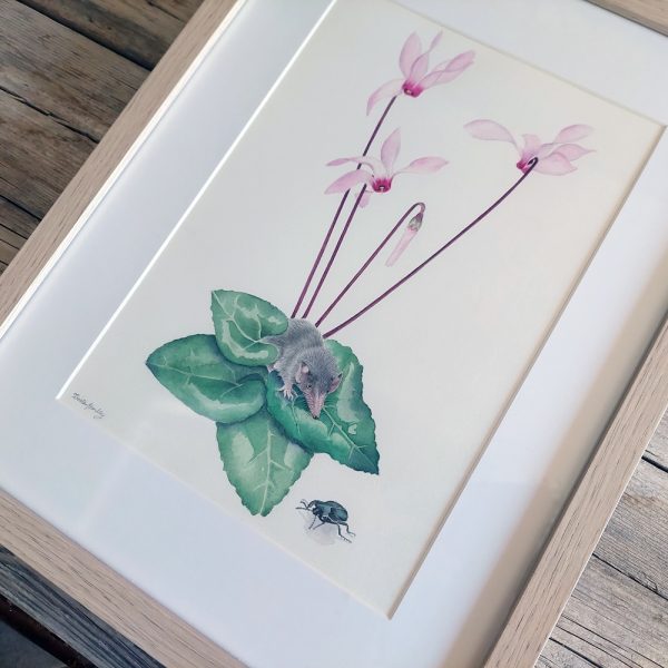 Delicate Hand-Painted Botanical Illustration: Cyprus Cyclamen, Shrew, and Endemic Beetle - Image 4