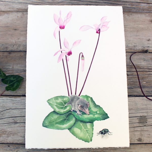 Delicate Hand-Painted Botanical Illustration: Cyprus Cyclamen, Shrew, and Endemic Beetle - Image 6