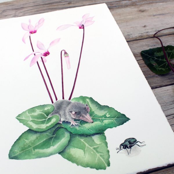 Delicate Hand-Painted Botanical Illustration: Cyprus Cyclamen, Shrew, and Endemic Beetle - Image 7