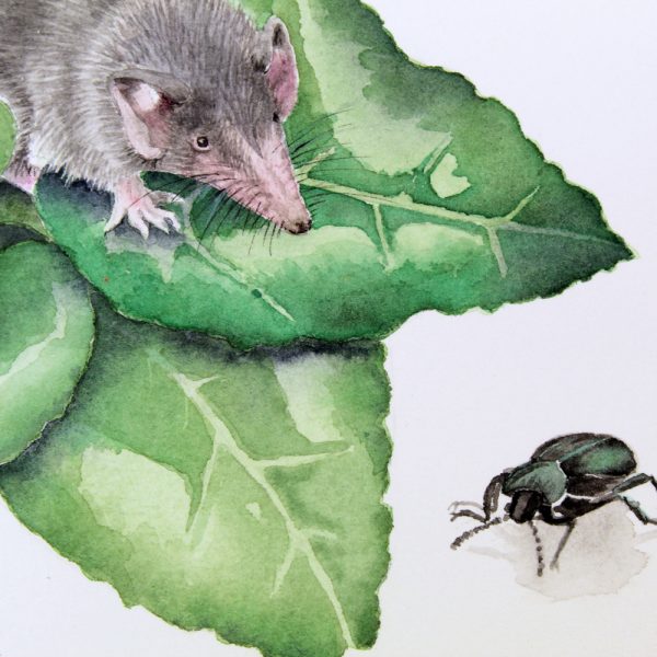 Delicate Hand-Painted Botanical Illustration: Cyprus Cyclamen, Shrew, and Endemic Beetle - Image 9
