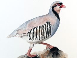 Nature's Still Life: Framed Watercolour of a Partridge