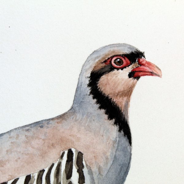 Nature's Still Life: Framed Watercolour of a Partridge - Image 9
