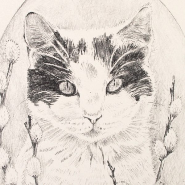 Cat graphite Ilustration